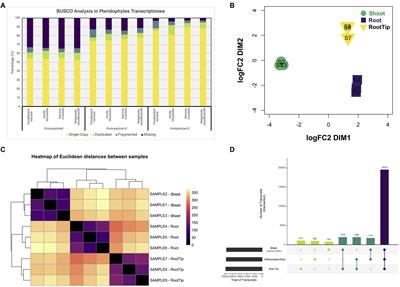 Transcriptional analysis of Ceratopteris richardii young sporophyte reveals conservation of stem cell factors in the root apical meristem